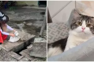 Viral cerita wanita temukan kucing peliharaannya mati termutilasi