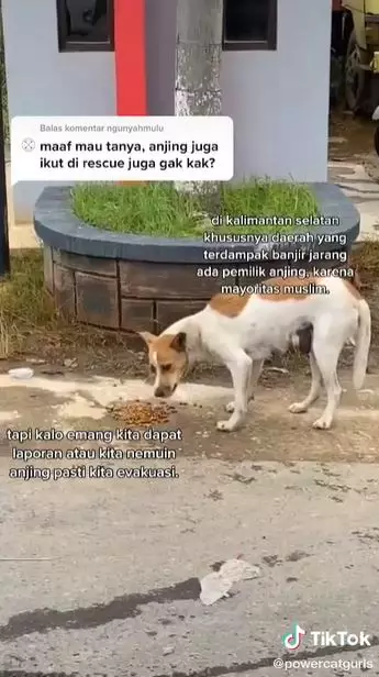 kisah cewek bantu kucing terdampak bencana TikTok