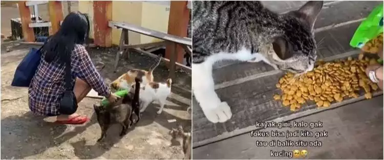 Viral wanita rawat puluhan kucing korban banjir, inspiratif