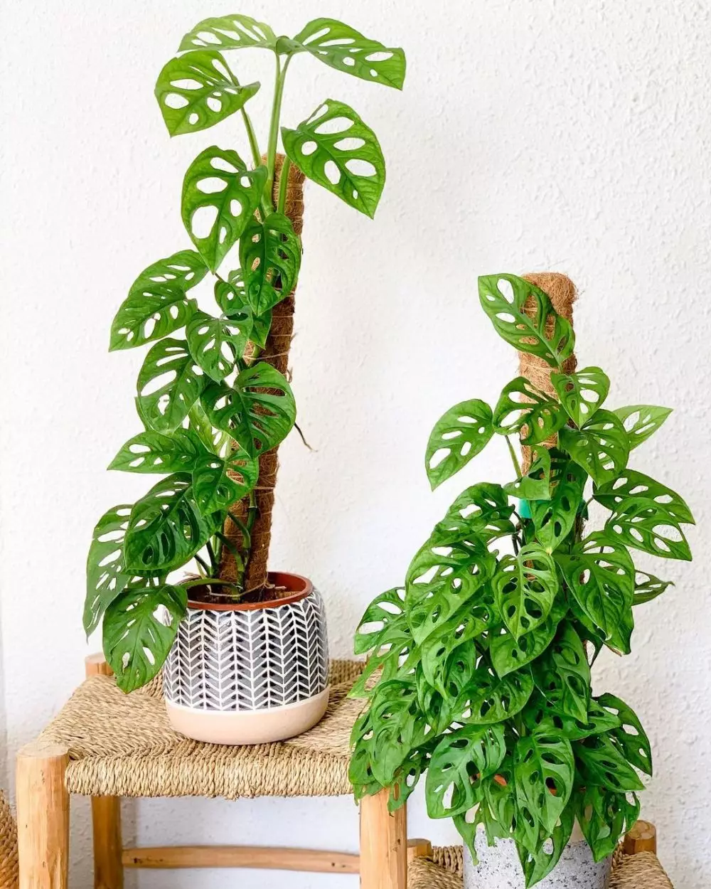 tanaman hias daun bolong ©Instagram