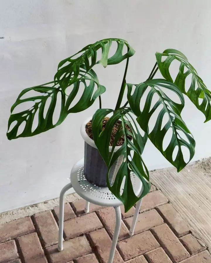 tanaman hias daun bolong ©Instagram