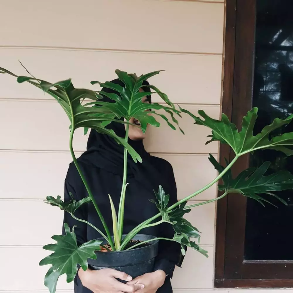 tanaman hias daun bolong ©Instagram