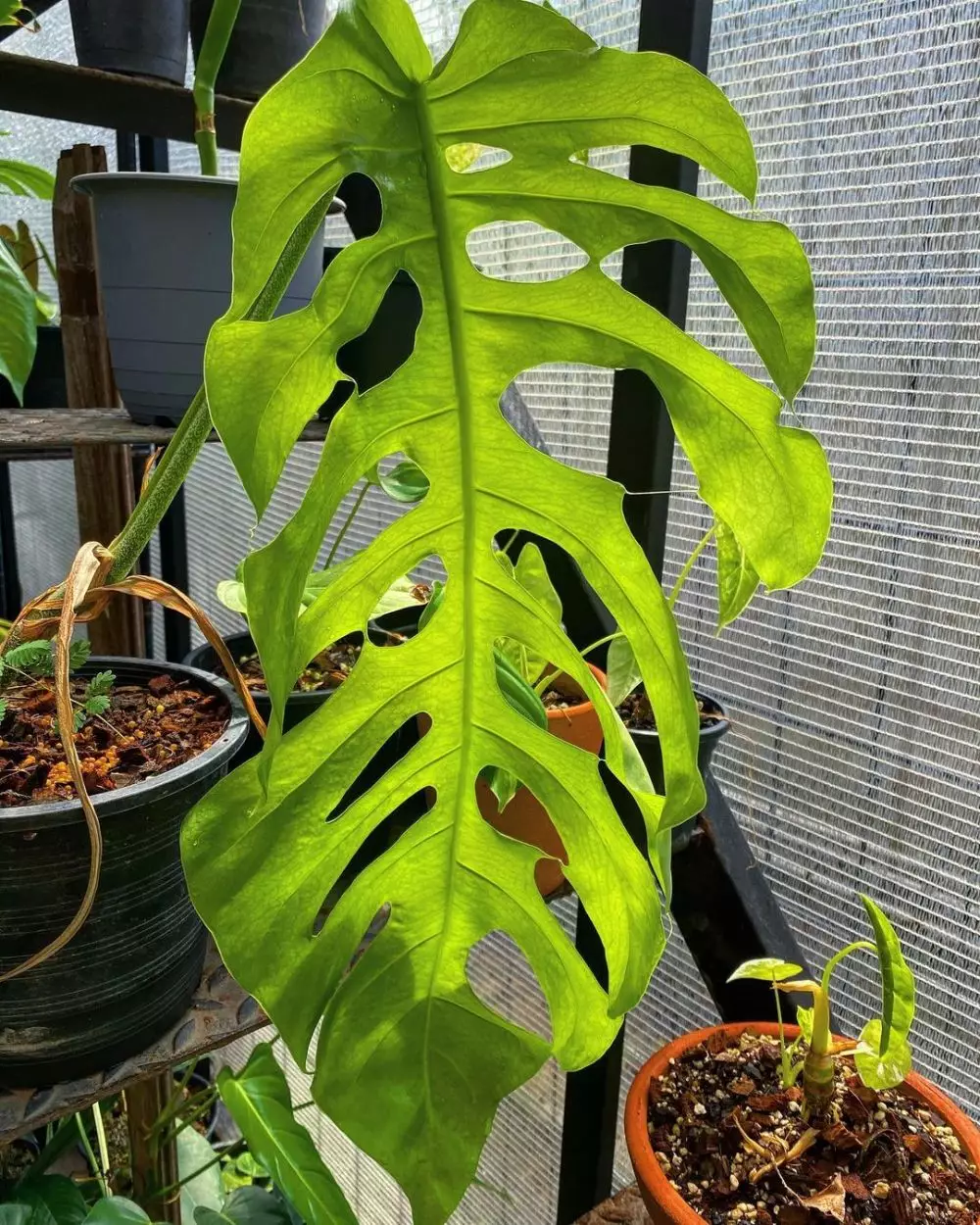 tanaman hias daun bolong ©Instagram