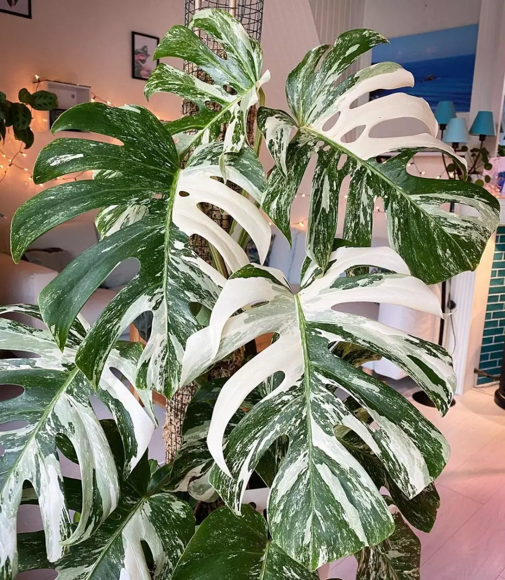 tanaman hias daun bolong ©Instagram