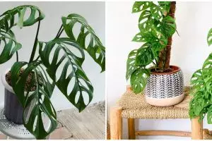 10 Jenis tanaman hias daun bolong, cocok buat indoor dan outdoor