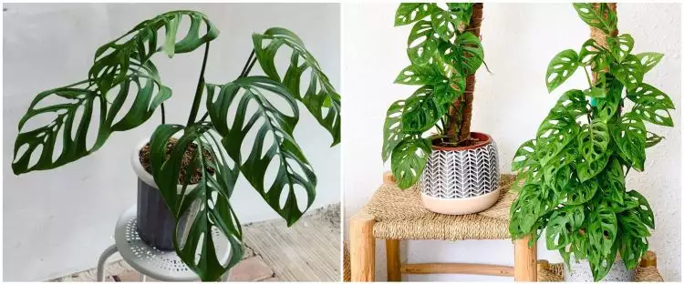10 Jenis tanaman hias daun bolong, cocok buat indoor dan outdoor
