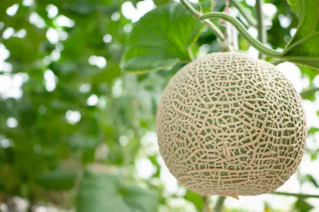 Tanaman hidroponik bernilai jual tinggi Freepik © 2021 brilio.net