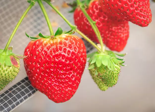 Tanaman hidroponik bernilai jual tinggi Freepik © 2021 brilio.net