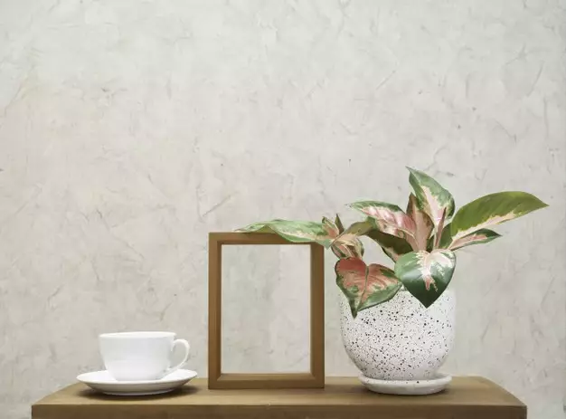 Cara merawat bunga aglonema lipstik © freepik.com Cara merawat bunga aglonema lipstik © freepik.com