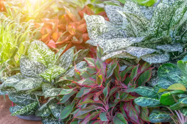 Cara merawat bunga aglonema lipstik © freepik.com Cara merawat bunga aglonema lipstik © freepik.com