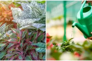 Cara merawat bunga aglonema lipstik, simpel untuk pemula