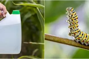 8 Obat pembasmi hama tanaman hias, alami dan buat tanaman lebih subur