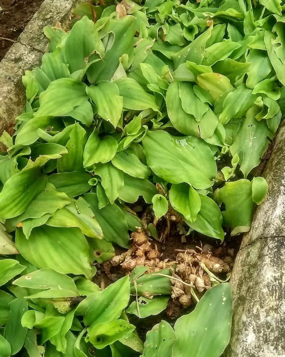 Jenis tanaman obat jenis Freepik, Instagram © 2021 brilio.net Jenis tanaman obat jenis Freepik, Instagram © 2021 brilio.net