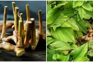 7 Tanaman obat jenis rimpang beserta manfaatnya untuk tubuh