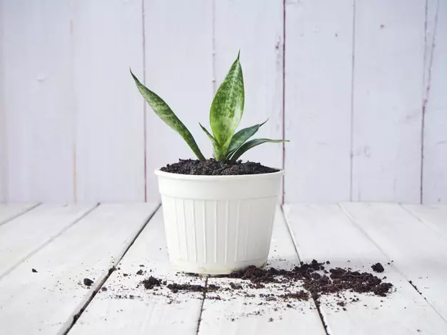 Cara menanam lidah mertua dengan stek © 2021 brilio.net