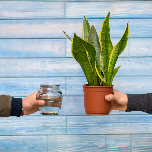 Cara menanam lidah mertua dengan stek © 2021 brilio.net