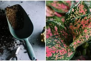 Manfaat merawat bunga aglonema di rumah, mampu membasmi polusi