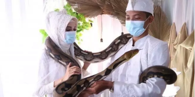 Kisah di balik viral pengantin pakai piton sebagai mahar istimewa
