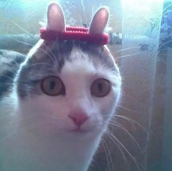 kucing pakai barang manusia © berbagai sumber kucing pakai barang manusia © berbagai sumber