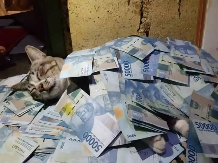 kucing pakai barang manusia © berbagai sumber kucing pakai barang manusia © berbagai sumber
