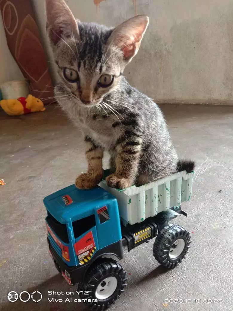 kucing pakai barang manusia © berbagai sumber kucing pakai barang manusia © berbagai sumber