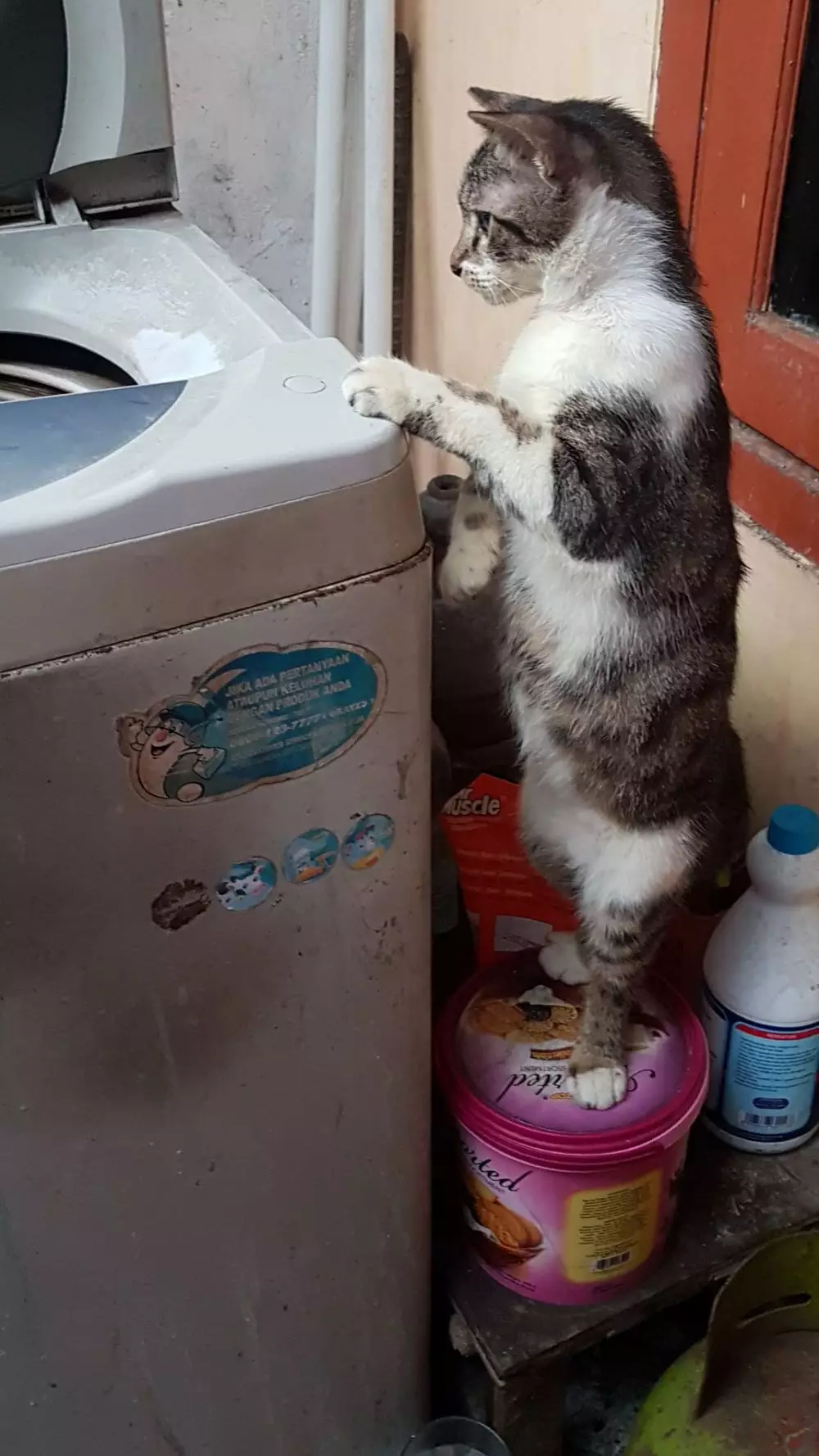 kucing pakai barang manusia © berbagai sumber kucing pakai barang manusia © berbagai sumber
