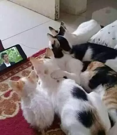 kucing pakai barang manusia © berbagai sumber kucing pakai barang manusia © berbagai sumber