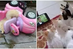 10 Kelakuan nyeleneh kucing pas pakai barang manusia, ada-ada aja