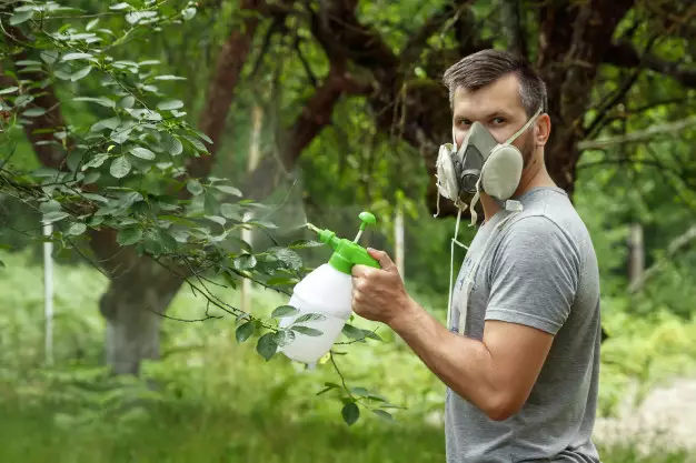 Cara merawat aglonema silver queen © freepik.com