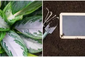 8 Cara merawat aglonema silver queen, bikin tanaman sehat