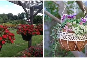 10 Tanaman hias gantung berbunga, rumah makin cantik