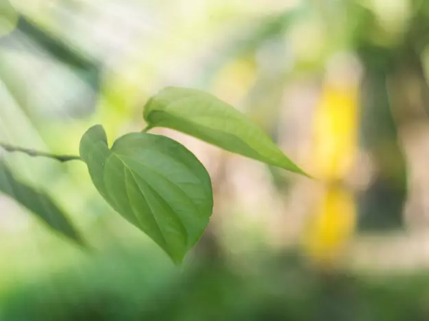 Tanaman obat merambat Instagram ; Freepik © 2021 brilio.net