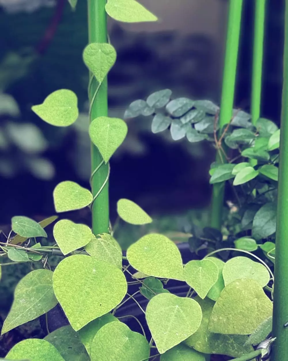 Tanaman obat merambat Instagram ; Freepik © 2021 brilio.net