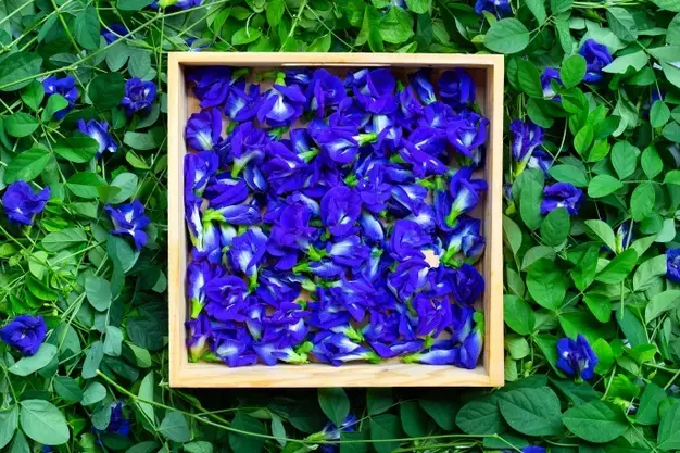 Tanaman obat merambat Instagram ; Freepik © 2021 brilio.net