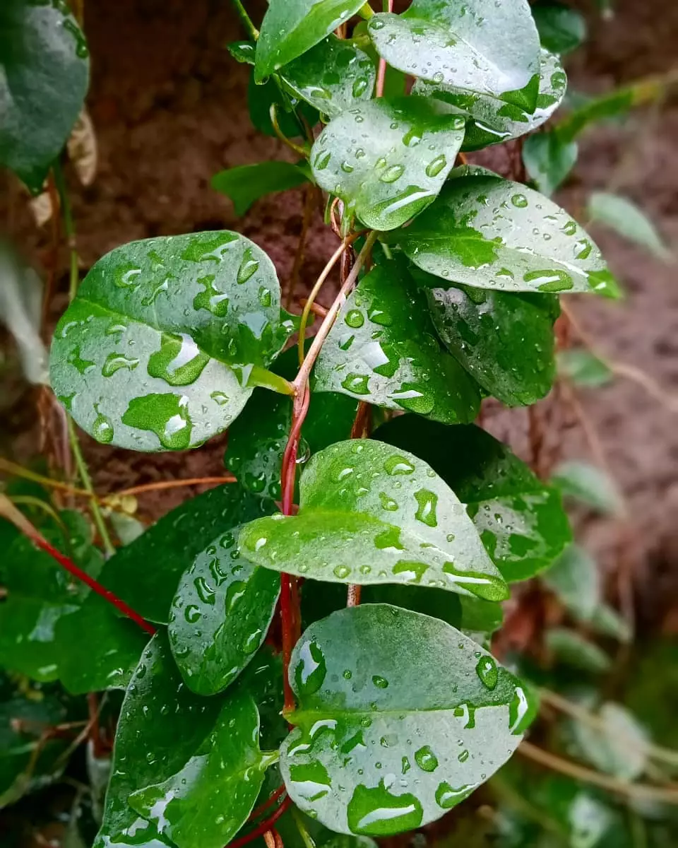 Tanaman obat merambat Instagram ; Freepik © 2021 brilio.net