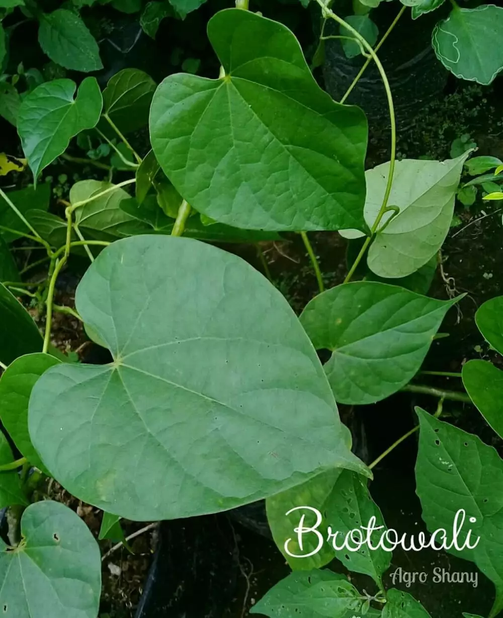 Tanaman obat merambat Instagram ; Freepik © 2021 brilio.net