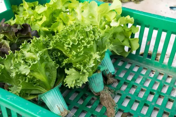 Cara menanam tanaman hidroponik rockwool freepik ;  Instagram ; pixabay  © 2021 brilio.net Cara menanam tanaman hidroponik rockwool freepik ;  Instagram ; pixabay  © 2021 brilio.net