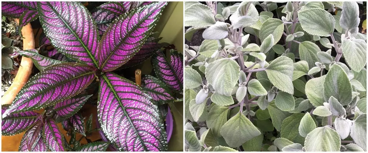 10 Tanaman hias daun outdoor, bikin halaman makin sejuk