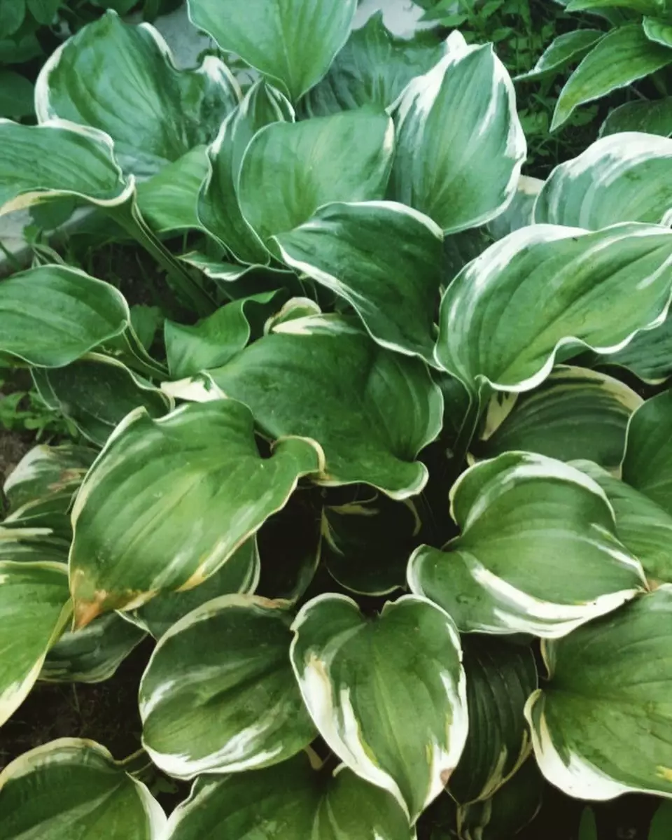 tanaman hias daun outdoor © Instagram