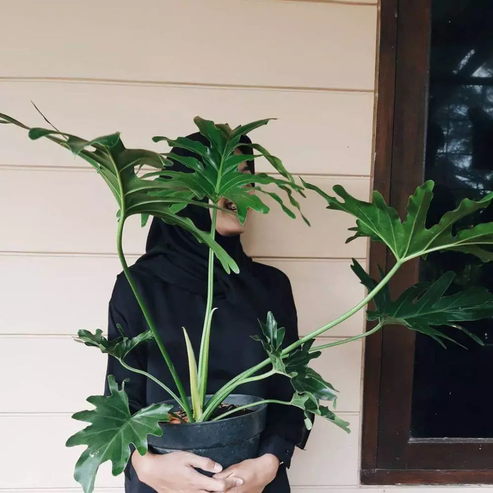 tanaman hias daun outdoor © Instagram