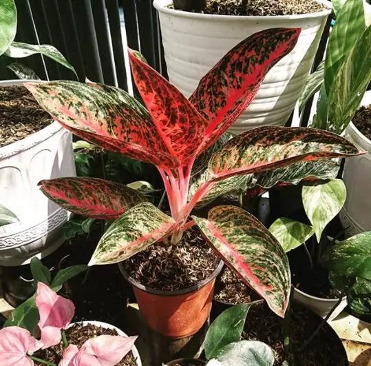 tanaman hias daun outdoor © Instagram