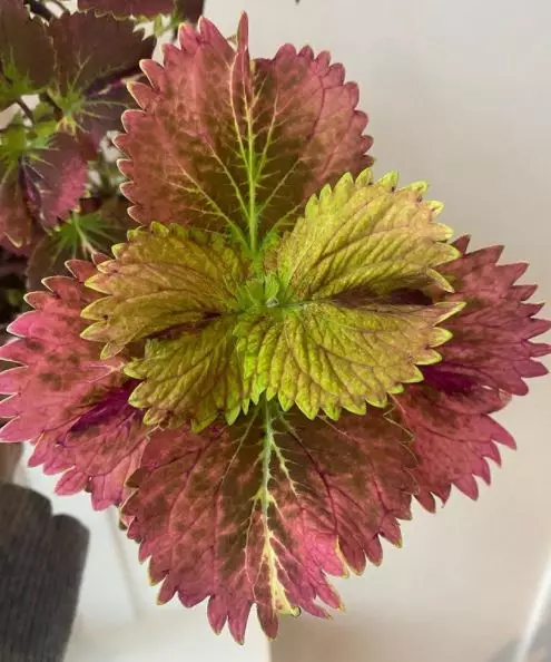 tanaman hias daun outdoor © Instagram