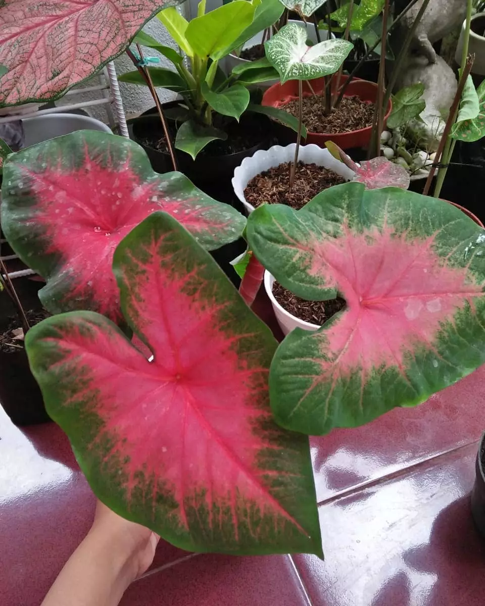 tanaman hias daun outdoor © Instagram