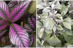 10 Tanaman hias daun outdoor, bikin halaman makin sejuk