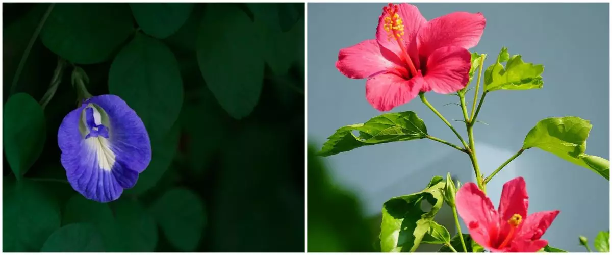 7 Tanaman obat bunga, ampuh dan menyehatkan