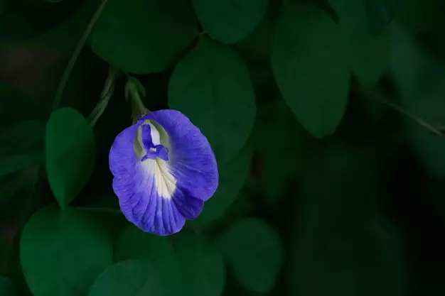 Tanaman obat bunga Instagram ; Freepik © 2021 brilio.net