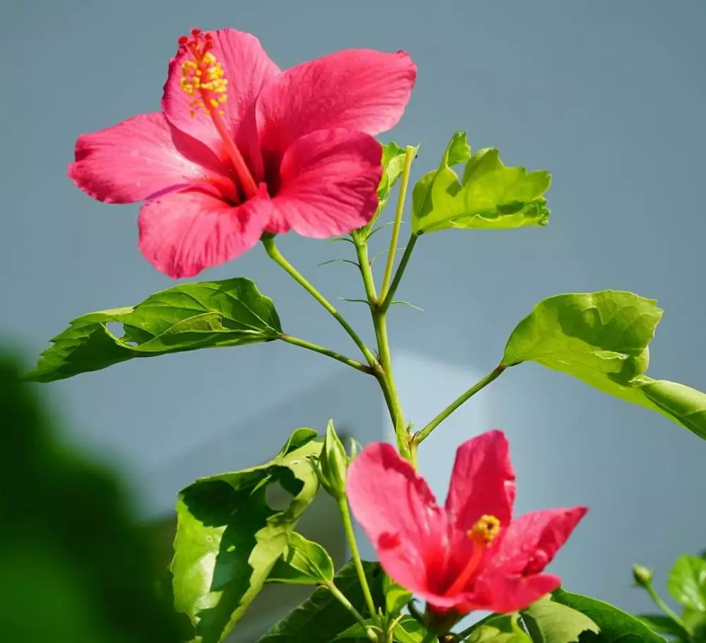 Tanaman obat bunga Instagram ; Freepik © 2021 brilio.net