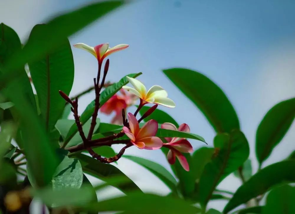 Tanaman obat bunga Instagram ; Freepik © 2021 brilio.net