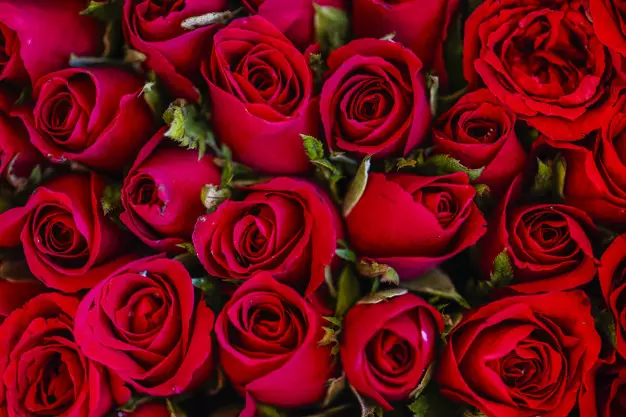 Tanaman obat bunga Instagram ; Freepik © 2021 brilio.net