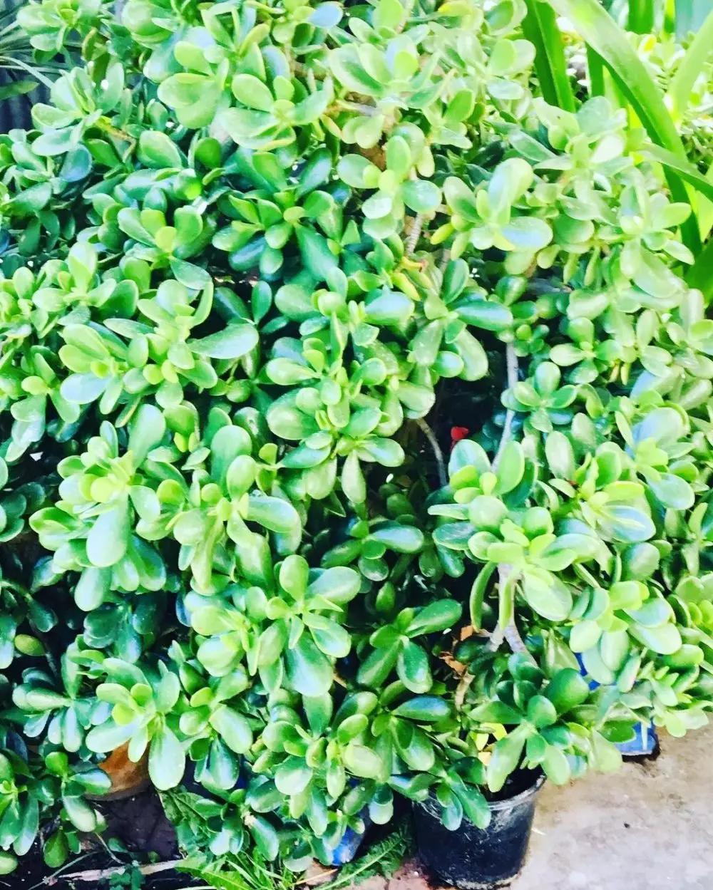 tanaman hias daun pagar © Instagram tanaman hias daun pagar © Instagram